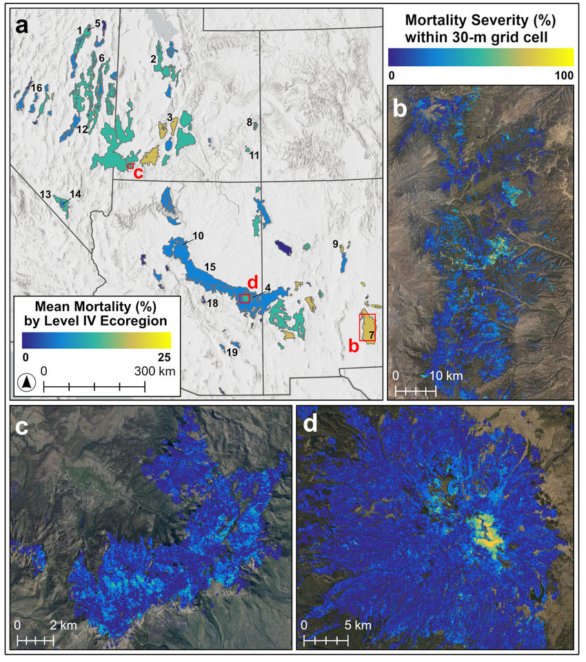 Remotely sensed tree mortality rates in mesic forests of the US Southwest during an extended drought